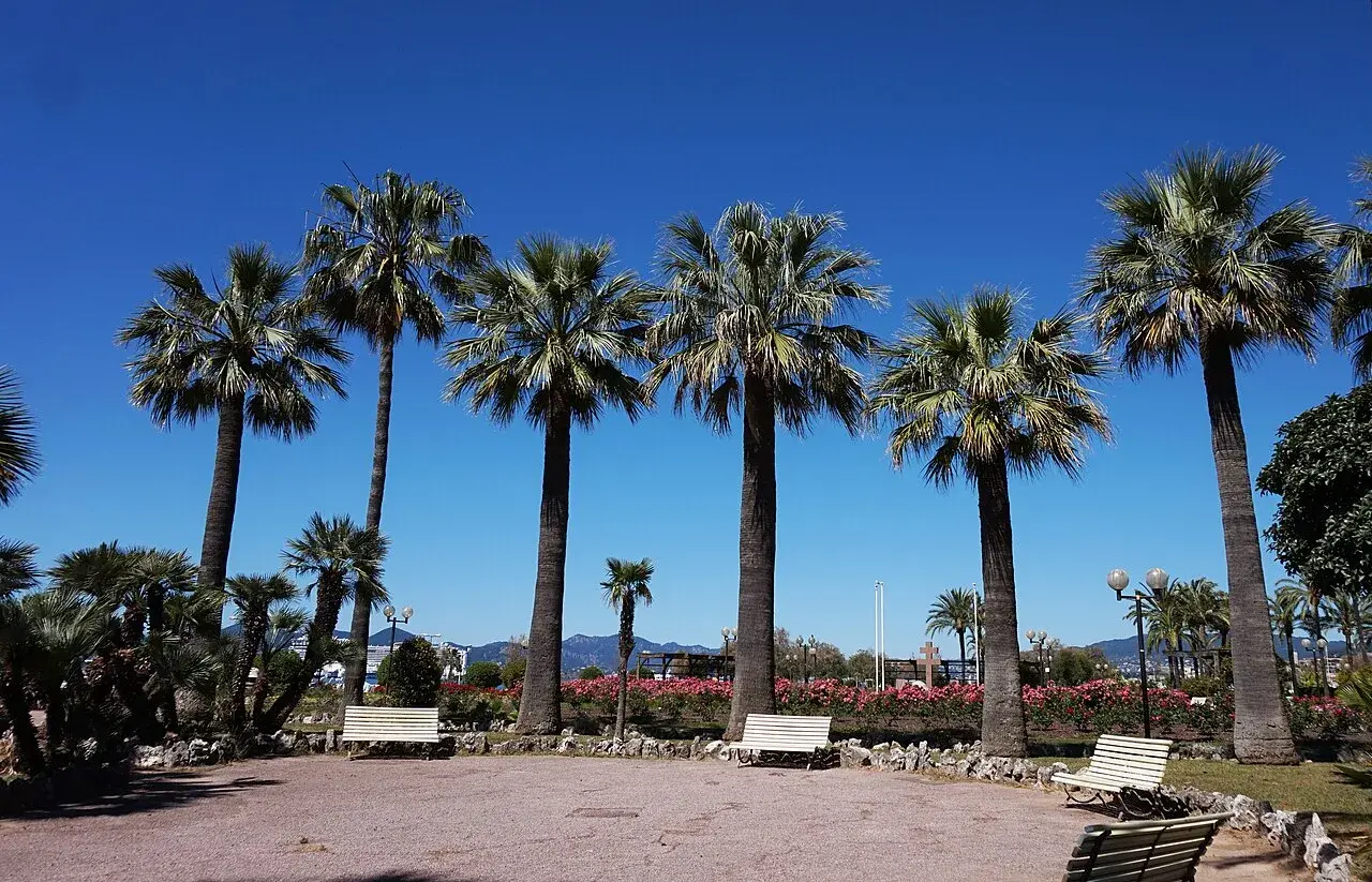 Palmiers et bancs du square du 8-Mai-1945 à Cannes, photographiés en 2015